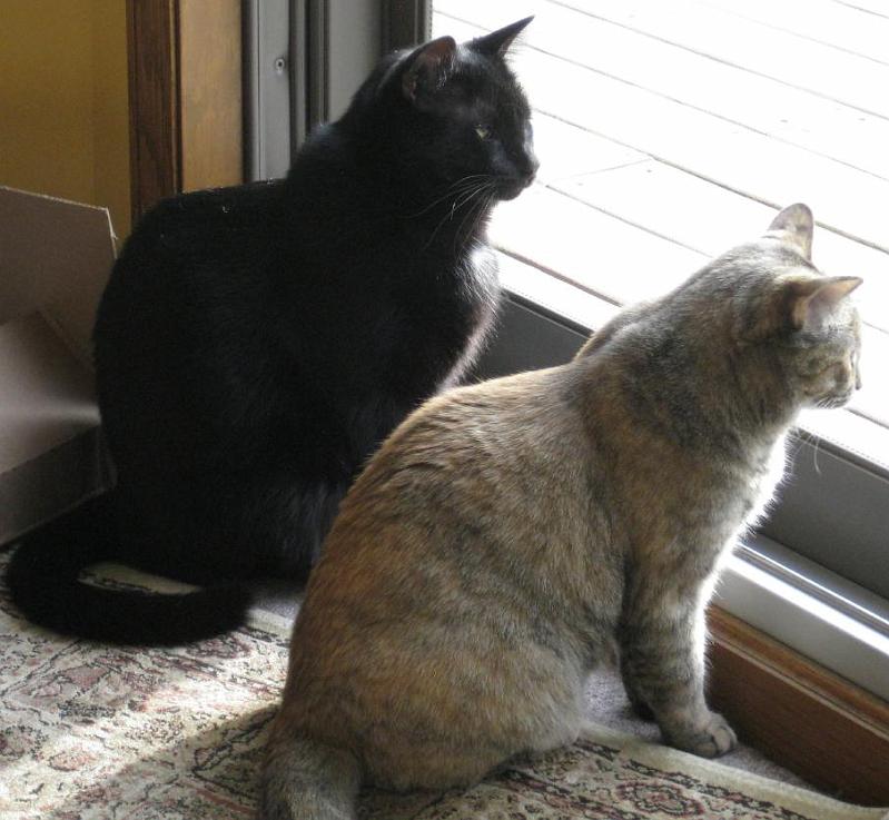 cats 1.jpg